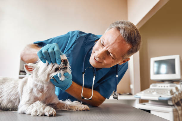 Best Weekend Emergency Dentist in Indian Mountain Lake, PA